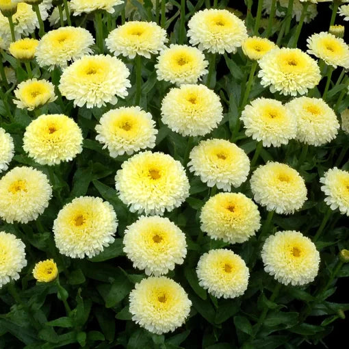 luna shasta flower seeds