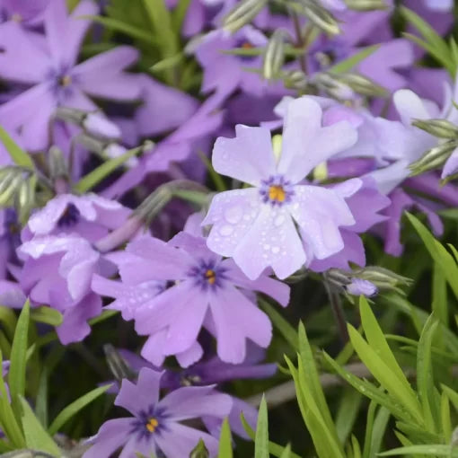 purple violet flower seeds