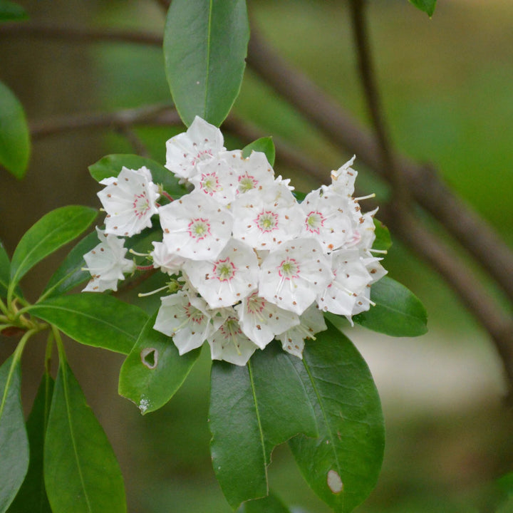 Laurel Flower Seeds Organic White – Heirloom, Non-GMO, High Germination Seeds