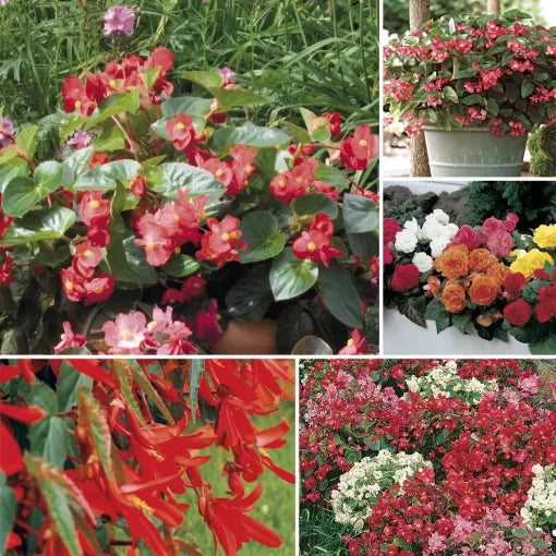 top begonia flower seeds