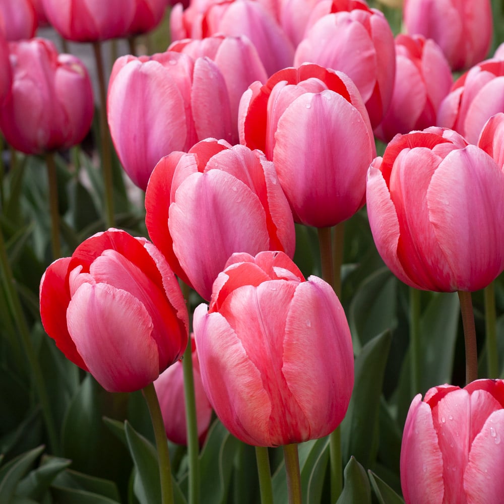 Giant Tulip Flower Seeds Pink Red Heirloom Non-GMO High Germination Seeds
