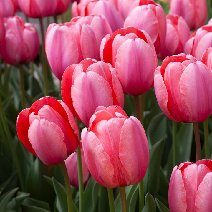 Giant Tulip Flower Seeds Pink Red Heirloom Non-GMO High Germination Seeds