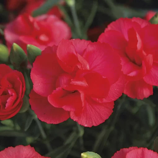 rosebud dianthus flower seeds
