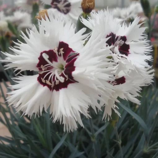 pink red flower seeds