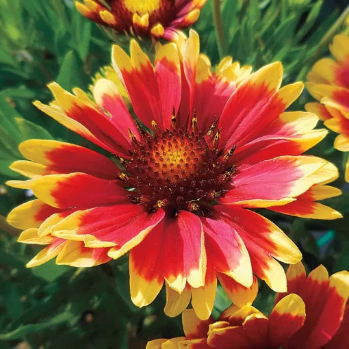 sunset cutie flower seeds