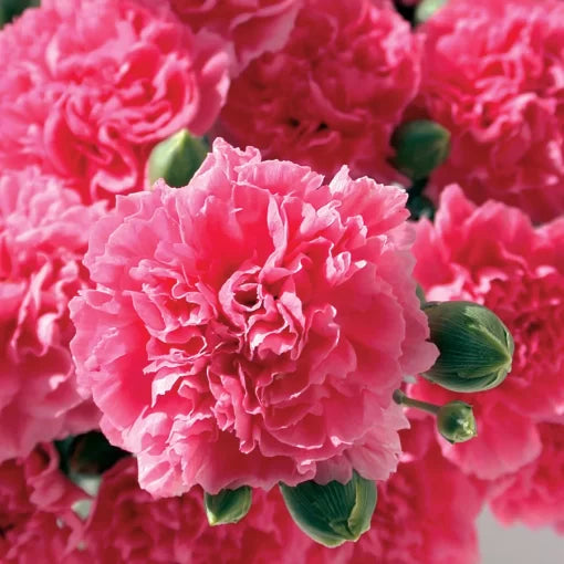 pink pink flower seeds