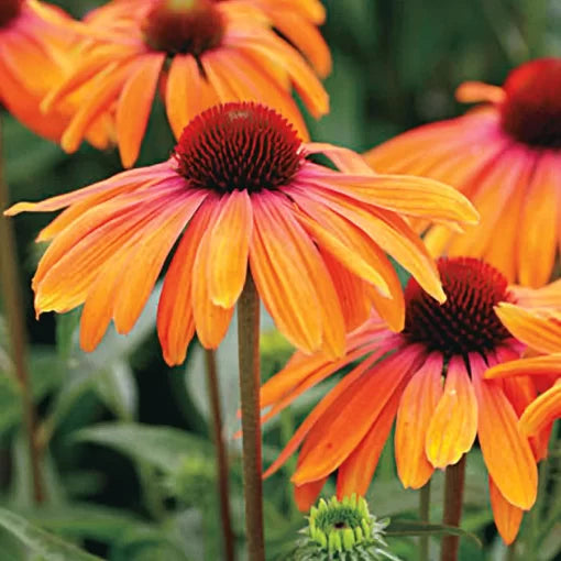 rainbow marcela flower seeds
