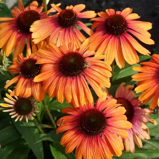 rainbow marcella flower seeds