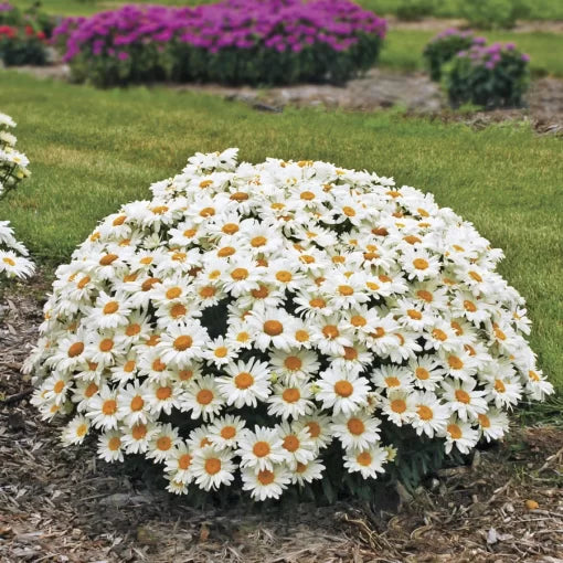 white whoops flower seeds