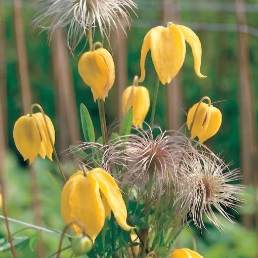 yellow clematis flower seeds