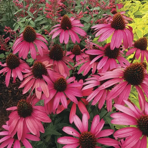 amazing dream flower seeds