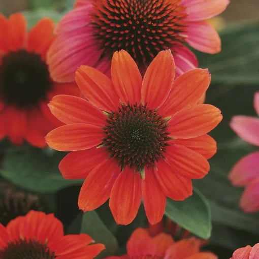 hot coral flower seeds