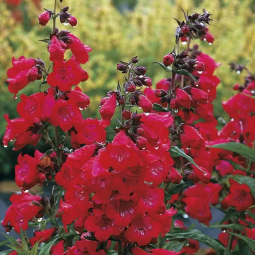 cherry penstemon flower seeds
