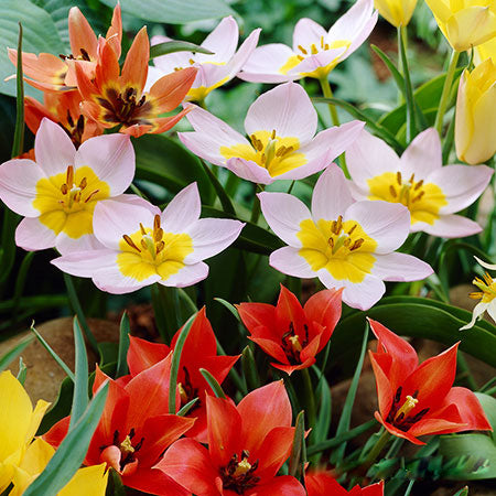 Mixed Tulipa Humilis Flower Seeds – Heirloom, Non-GMO, High Germination Seeds