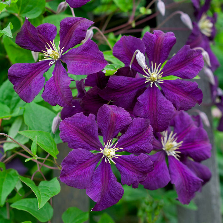 Riesen-Waldreben-Blumensamen Violett – Alte Sorte, gentechnikfrei, hohe Keimrate, Bio-Gartensamen zum Pflanzen