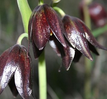 Brown Fritillaria Camschat Censis Flower Seeds – Heirloom, Non-GMO, High Germination, Organic Seeds