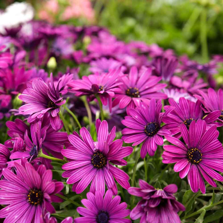 Osteospermum Flower Seeds Pink – Heirloom, Non-GMO, High Germination Organic Garden Seeds for Planting