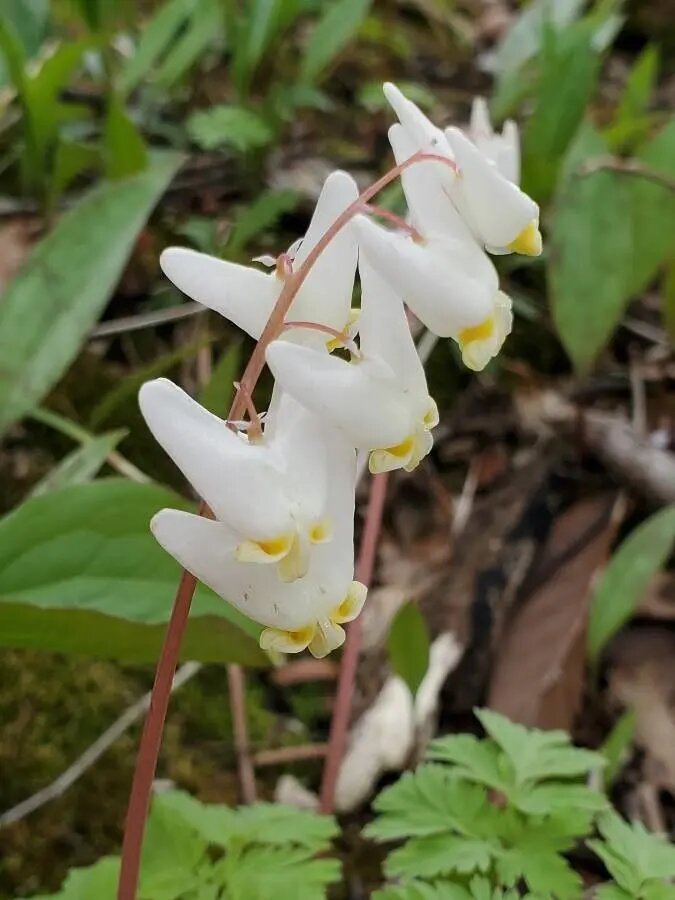 White Cucullaria Flower Seeds for Planting – Heirloom Non-GMO High Germination Seeds