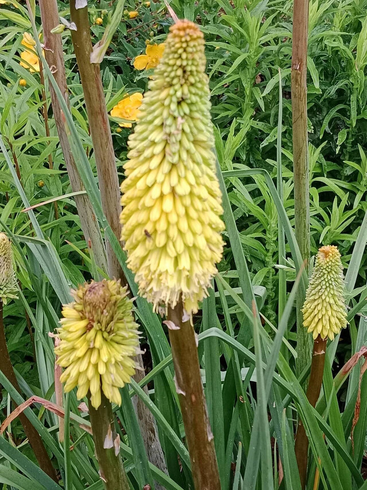Yellow Kniphofia Flower Seeds – Heirloom, Non-GMO, High Germination Seeds