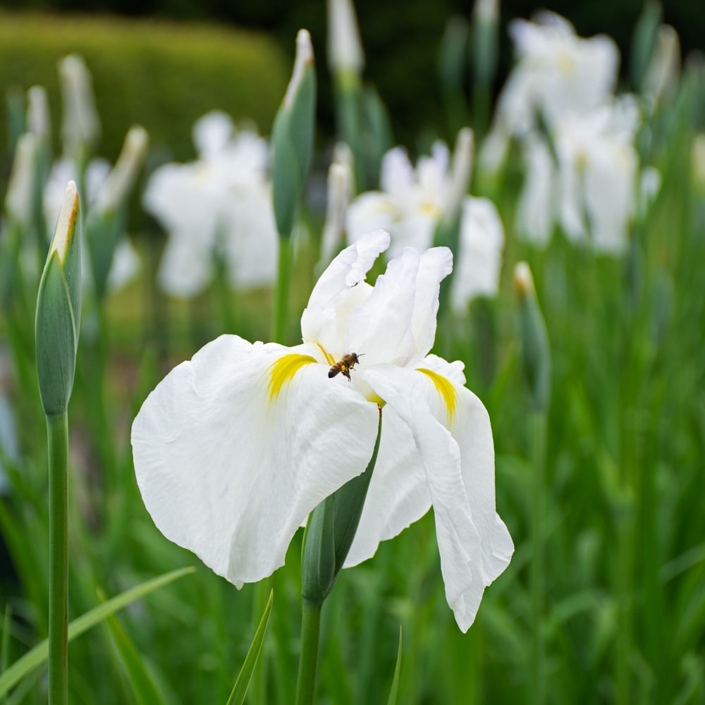 Semillas de flores de Ensata blancas – Semillas de jardín de herencia, no transgénicas, de alta germinación
