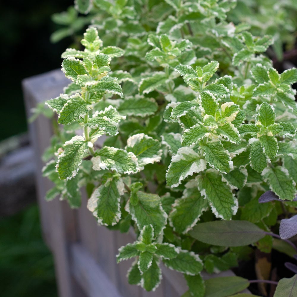 Variegated Pineapple Peppermint Plant Seeds – Heirloom Non-GMO High Germination Seeds