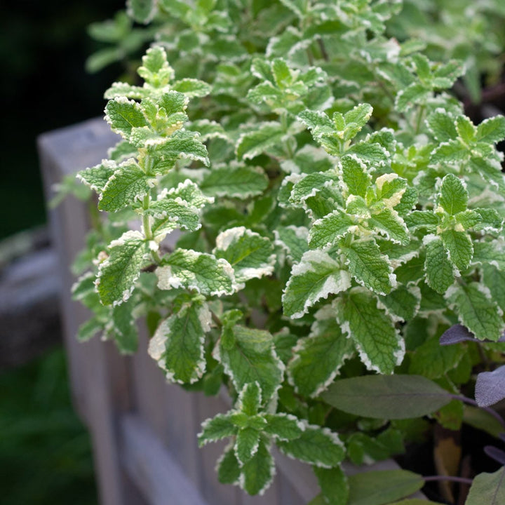 Variegated Pineapple Peppermint Plant Seeds – Heirloom Non-GMO High Germination Seeds