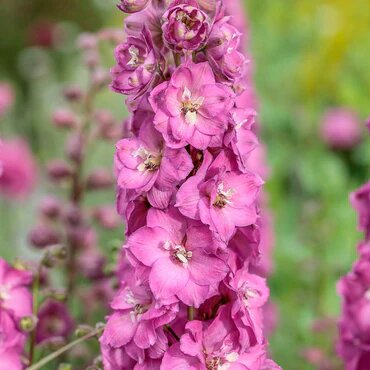 Delphinium Flower Seeds Pink – Heirloom Non-GMO High Germination Seeds