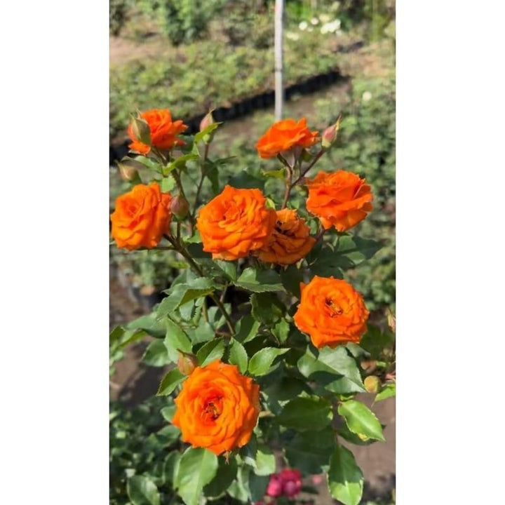 Giant Orange Rose Flower Seeds for Planting – Heirloom Non-GMO Seeds