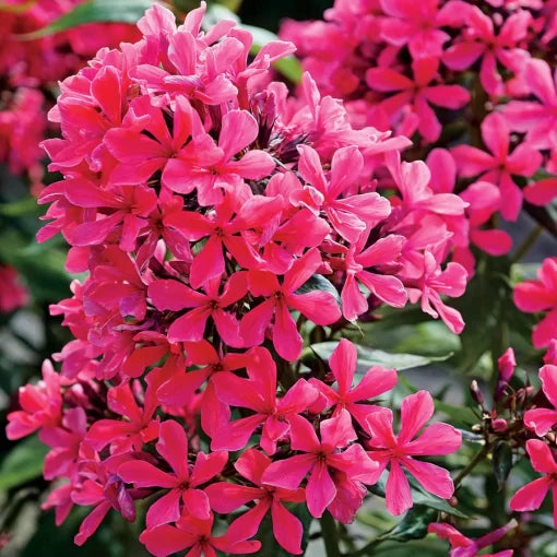 purple pink flower seeds