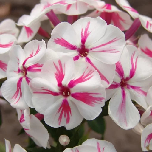 white pink flower seeds