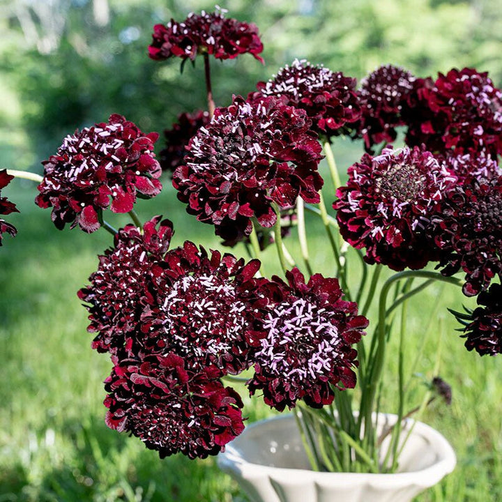 Maroon Pincushion Flower Seeds – Heirloom, Non-GMO, High Germination Seeds
