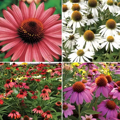 coneflower collection flower seeds