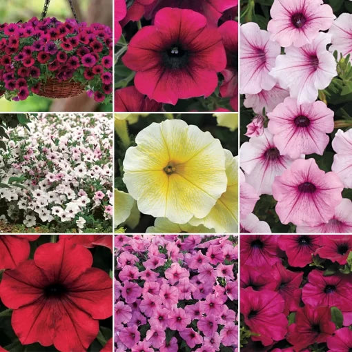 petunia wave flower seeds