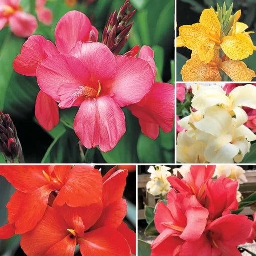 tropical canna flower seeds