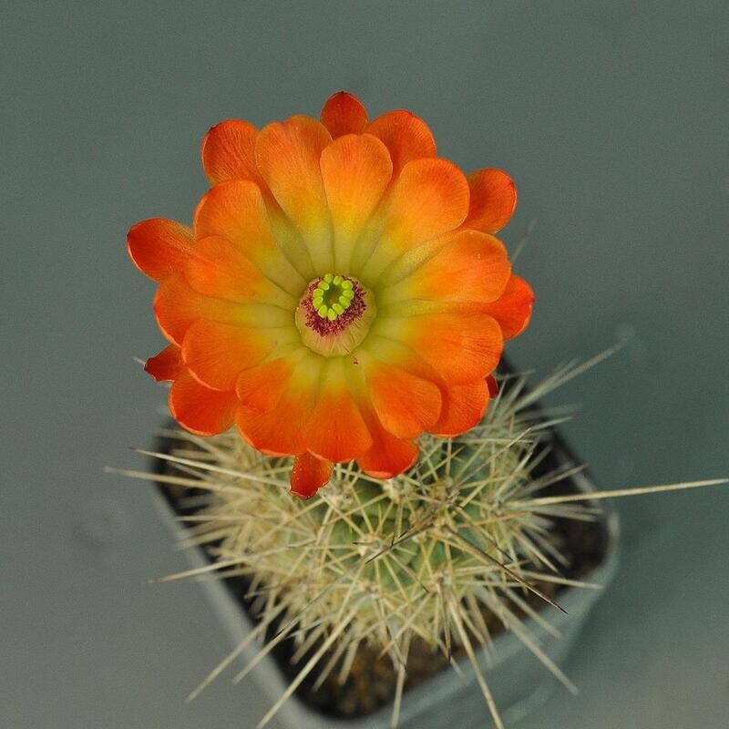 Orange Echinocereus Flower Seeds – Heirloom, Non-GMO, High Germination Seeds
