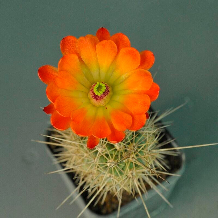 Orange Echinocereus Flower Seeds – Heirloom, Non-GMO, High Germination Seeds