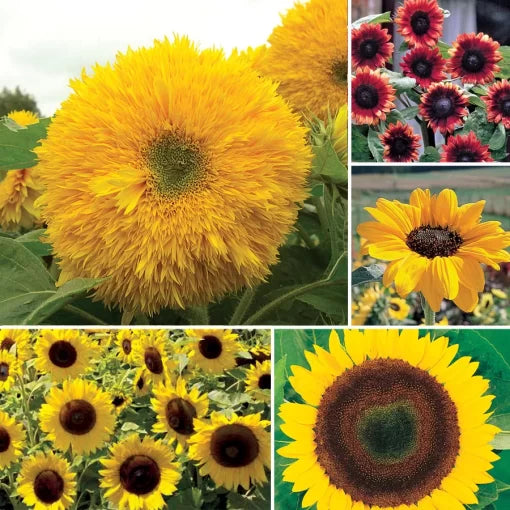 favorite sunflower flower seeds