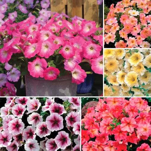 pastel petunia flower seeds