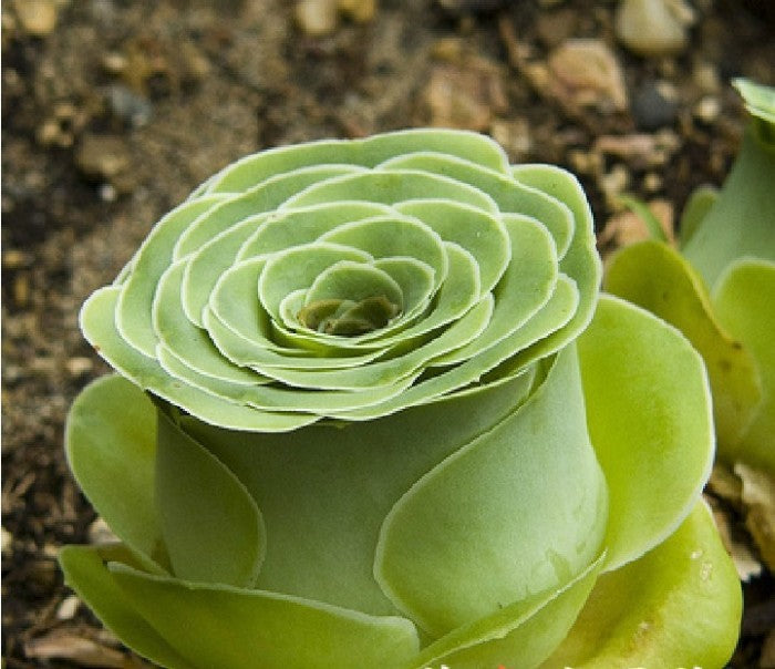 Greenovia Flower Seeds Green – Heirloom, Non-GMO, High Germination Seeds