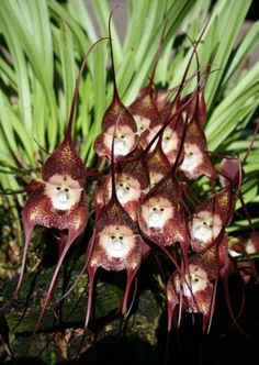 Monkey Face Orchid Flower Seeds Brown – Heirloom, Non-GMO, High Germination Seeds