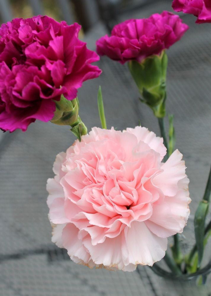 Pale Pink Carnation Flower Seeds – Heirloom, Non-GMO, High Germination, Organic