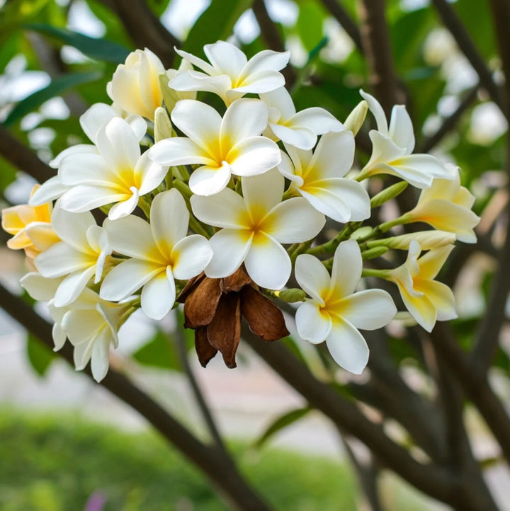 White Plumeria Flower Seeds for Planting – Heirloom, Non-GMO, High Germination