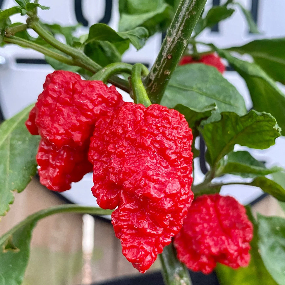 dragons breath flower seeds
