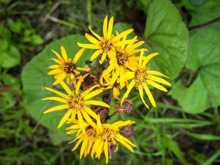 Ligularia Flower Seeds – Heirloom, Non-GMO, High Germination Seeds