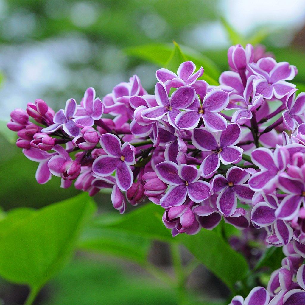 lilli syringa flower seeds