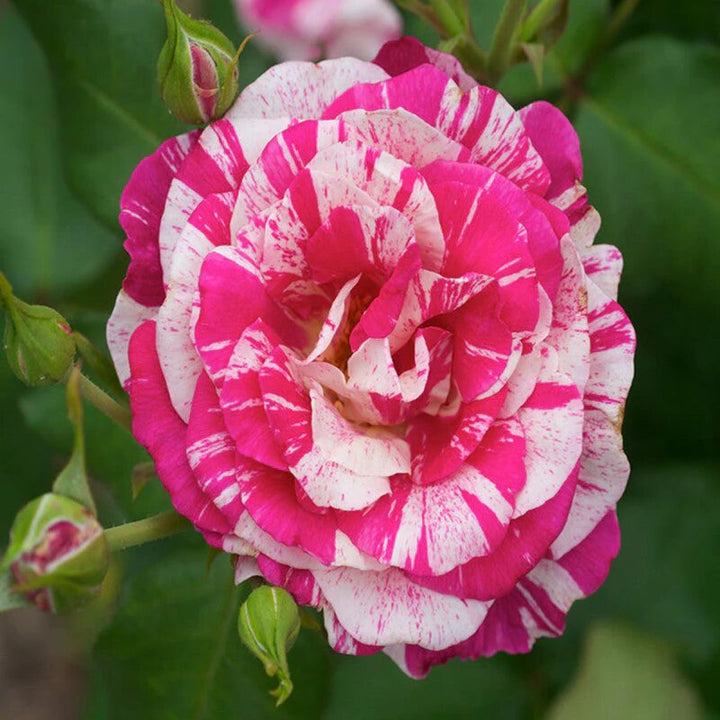 Semillas de rosa Osiria rosa para plantar – Semillas de jardín orgánicas de alta germinación, reliquia, sin OMG