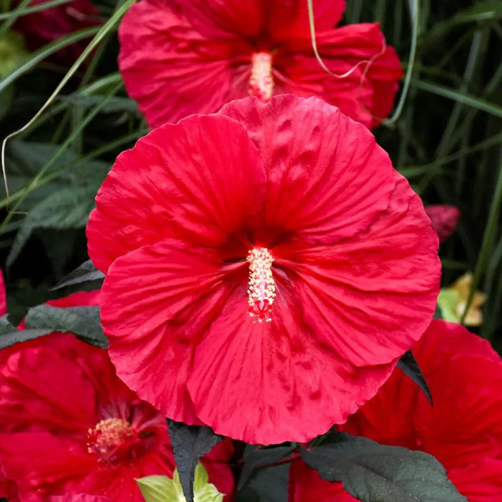 Giant Hibiscus Flower Seeds Red – Heirloom Non-GMO High Germination Organic Garden Seeds for Planting