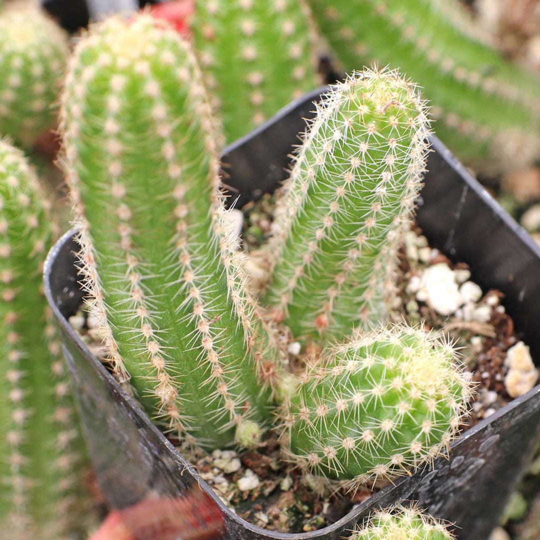 Echinopsis Chamaecereus herb seeds