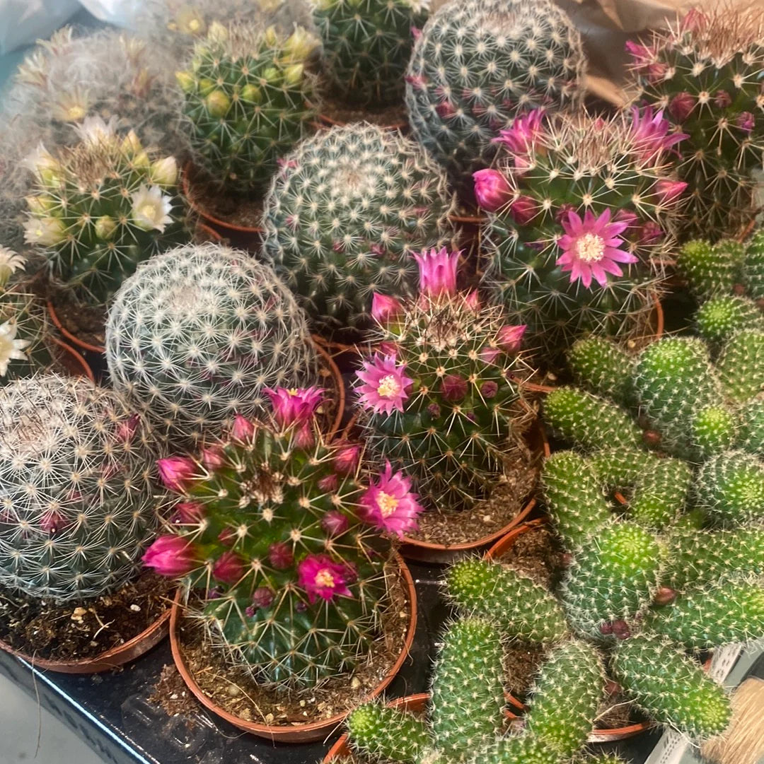 Mammillaria Mixed herb seeds