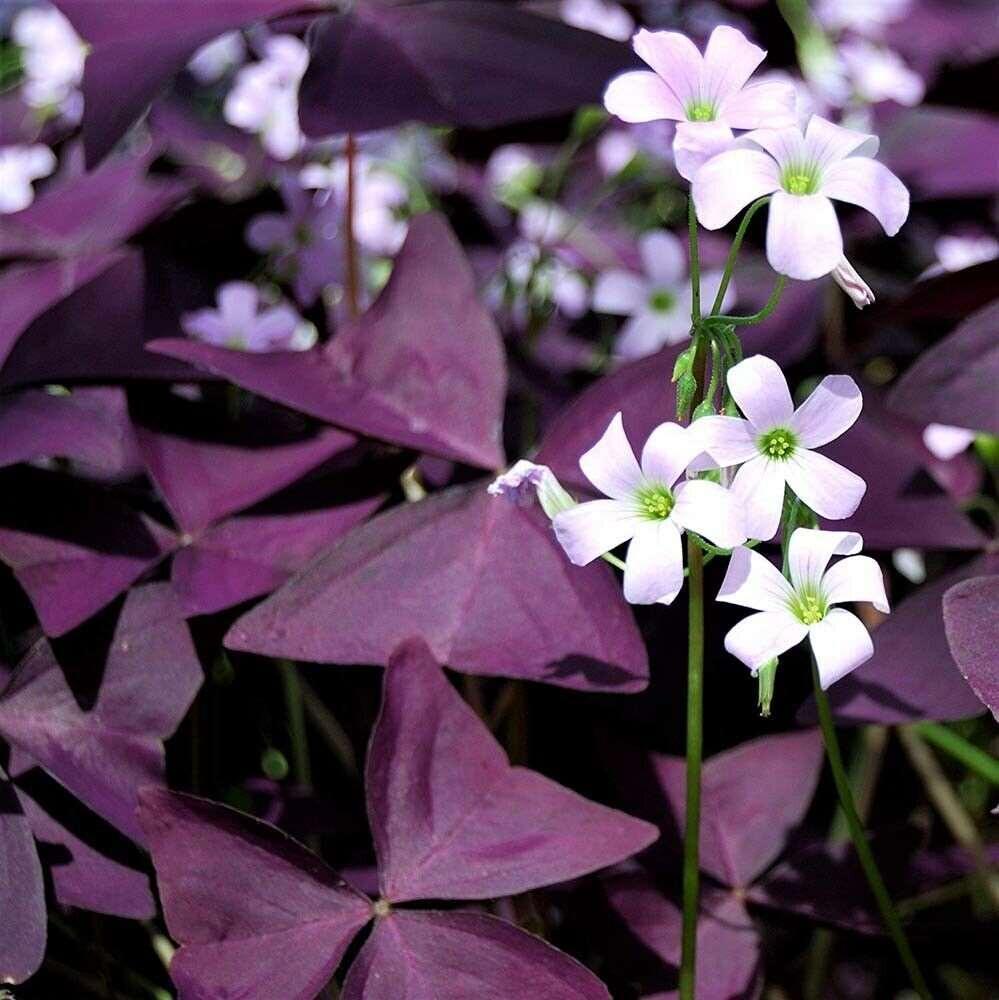 Green Oxalis herb seeds